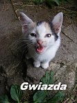 Obrazek