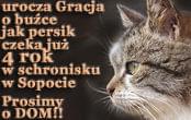 Obrazek