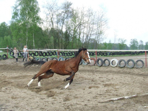 Obrazek
