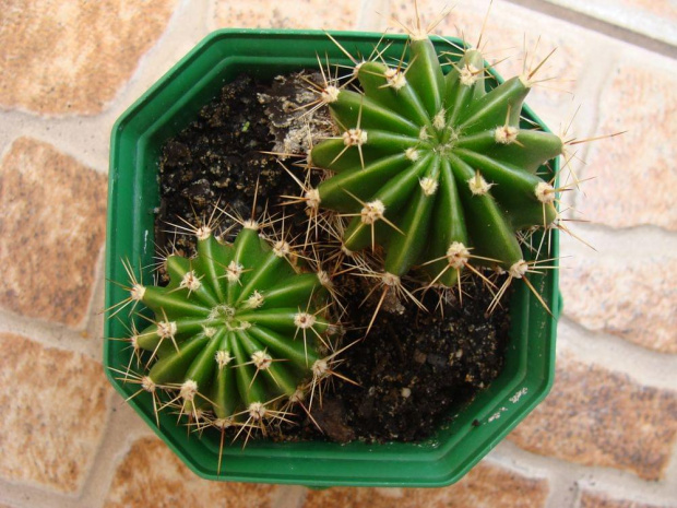 Echinopsis multiplex