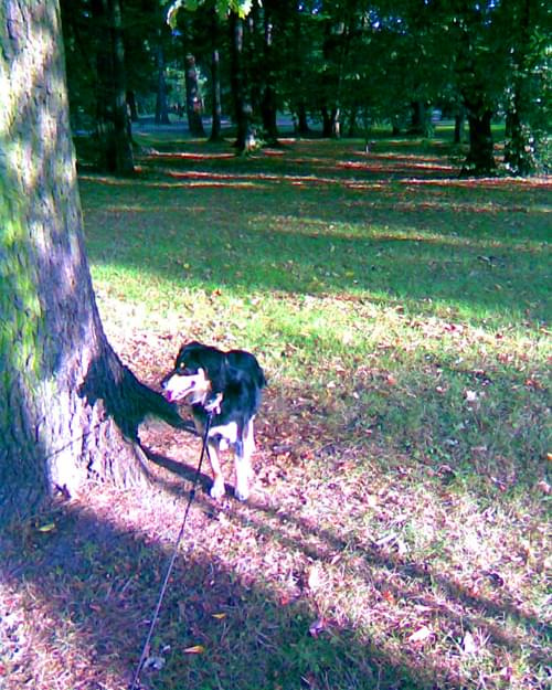 Echu. #pies #szczurk #szczurek #pumba #park