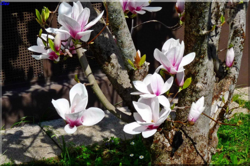 Oczarowana wiosna...:)