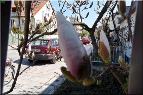 Oczarowana wiosna...:)