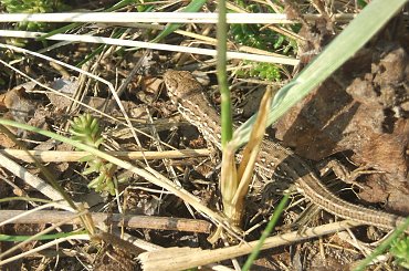 #foto #makro #Mrówka #przyroda #ZajęczySzczaw #malina #jaszczurka #zwinka #JaszczurkaZwinka