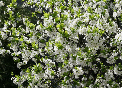 #drzewo #Bralin #wiosna #kwiaty