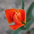 #Tulipan #Kwiatek