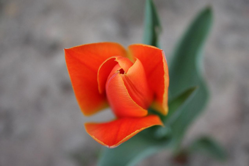 #Tulipan #Kwiatek