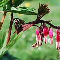 Serduszka okazała (biskupie serce)
Dicentra spectabilis