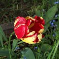 PIękny Tulipan