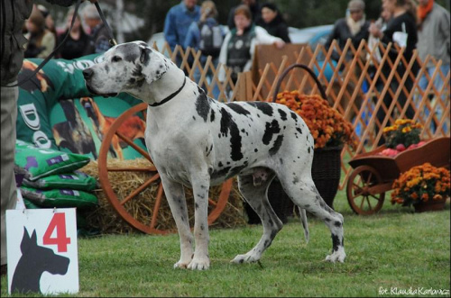 EMI GRAND van Deltadog - I dosk