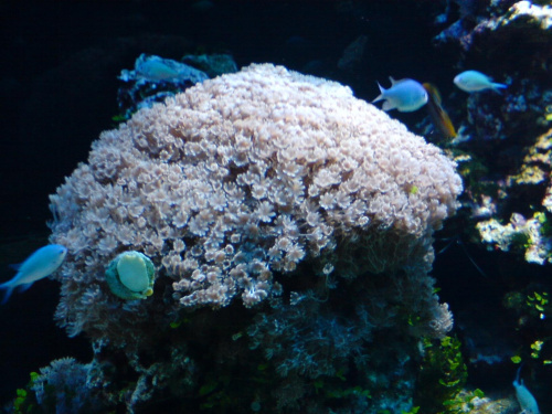 koralowce