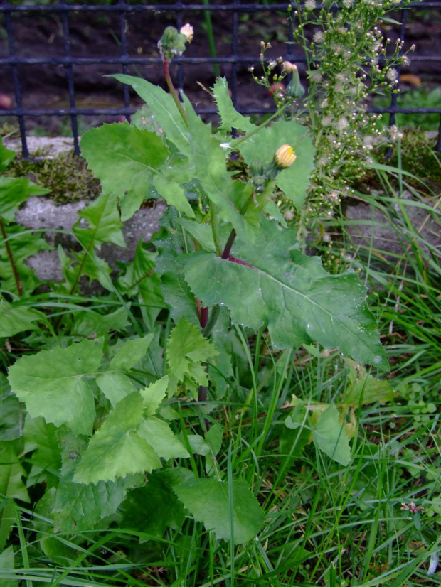 sonchus oleraceus