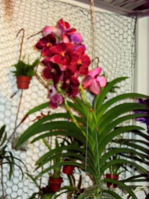 vanda