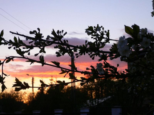 Wiśnia o zachodzie słońca #drzewo #kwiat #ZachódSłońca #pąki