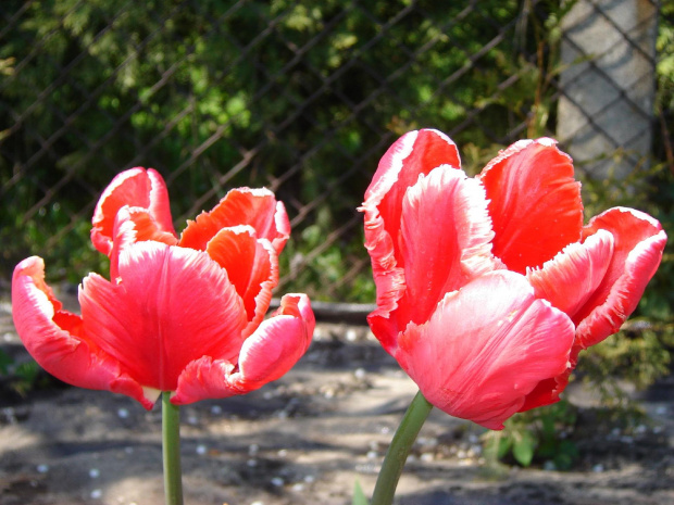 tulipany