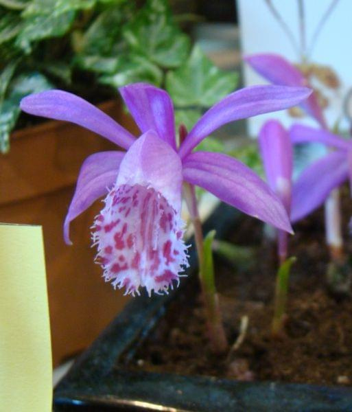 Pleione limprichti