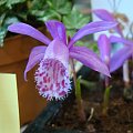 Pleione limprichti