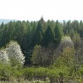 Las - Strzegów 2009 #las