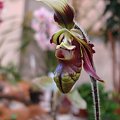 Paphiopedilum 2