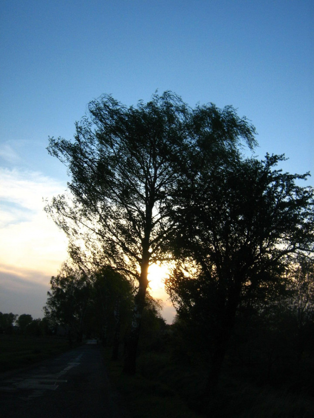 #droga #drzewa #zieleń #wiosna #słońce #niebo