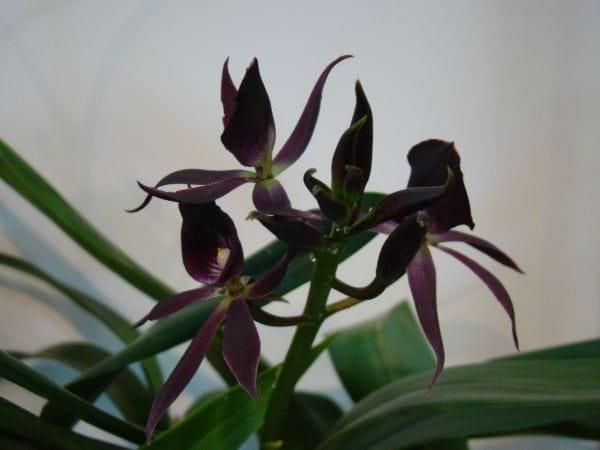 encyclia black comet