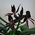 encyclia black comet