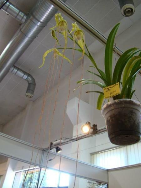 Phragmipedium wallisii