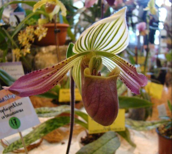 Paphiopedilum 5