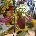 Paphiopedilum 5