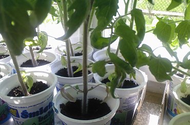 #pomidor #pomidory #sadzonki #ogródek #tunel