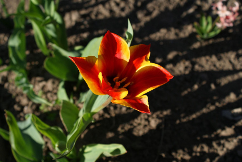 tulipan