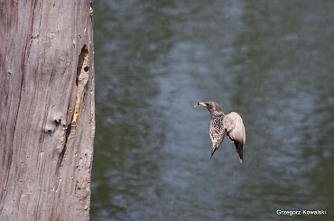 #szpak #ptaki #przyroda #natura