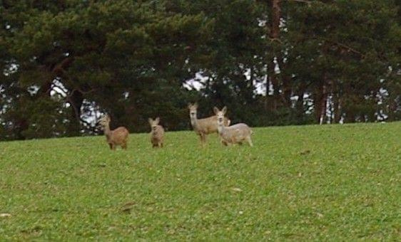 Sarny w moich okolicach, kto dorzuci na lepszy obiektyw? ;P #sarna #natura #las #łąka #wiosna