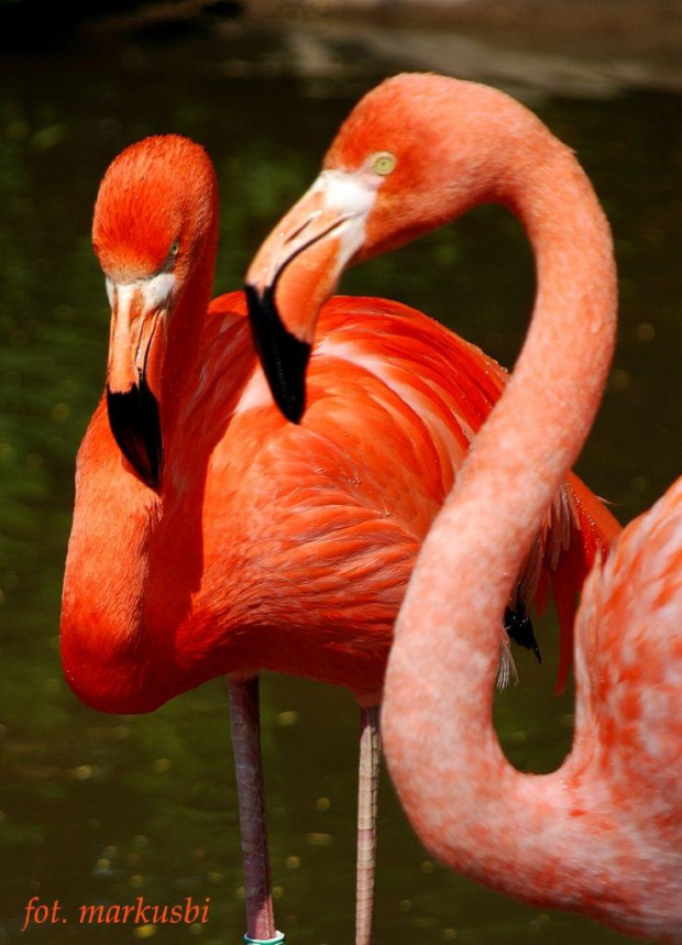 flamingi zoo Ostrava... #ptaki #zoo