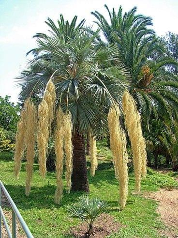 Palma #Drzewa