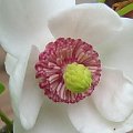 magnolia siebolda