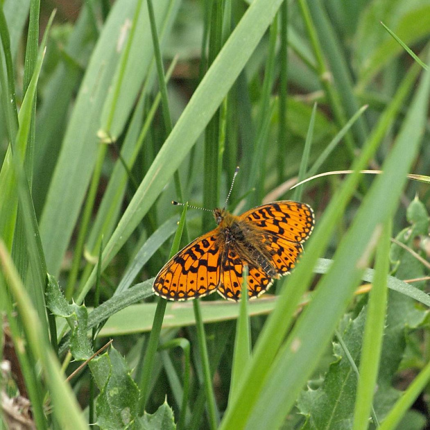 Dostojka selene -[Boloria selene]