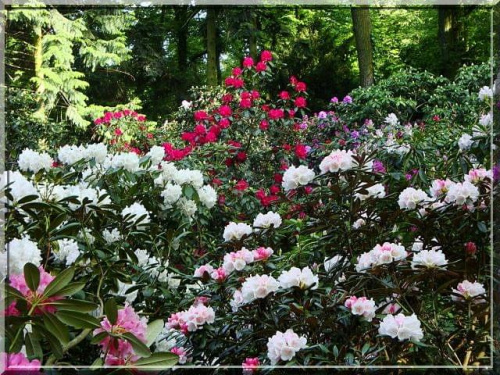 naprawdę ten widok robił wrażenie #kwiat #ParkWKórniku #różanecznik