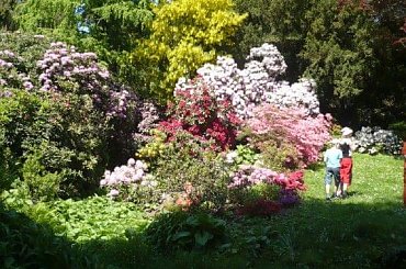 #kwiaty #rododendrony #azalie