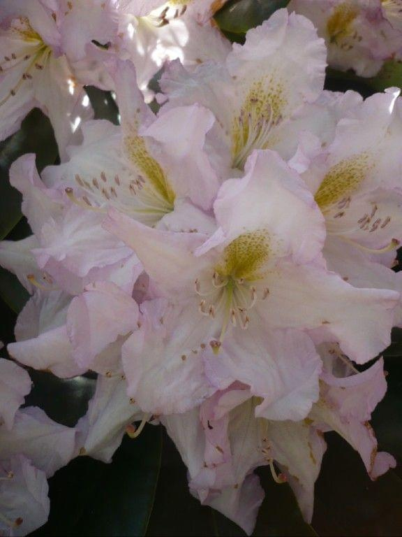 rododendrony :):) #kwiaty #azalie #rododendrony #arboretum