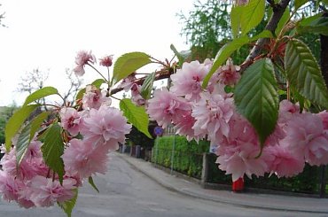 Różowiutki .... #Kwiat #pączek #drzewo #przyroda