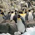 Pingwiny królewskie #LoroPark #pingwiny #ptaszki #Teneryfa #zima #zwierzątka