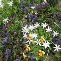 dąbrówka rozłogowa 24.05.09 #ogród #kwiaty #DąbrówkaRozłogowa
