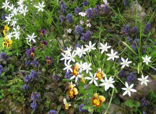 dąbrówka rozłogowa 24.05.09 #ogród #kwiaty #DąbrówkaRozłogowa