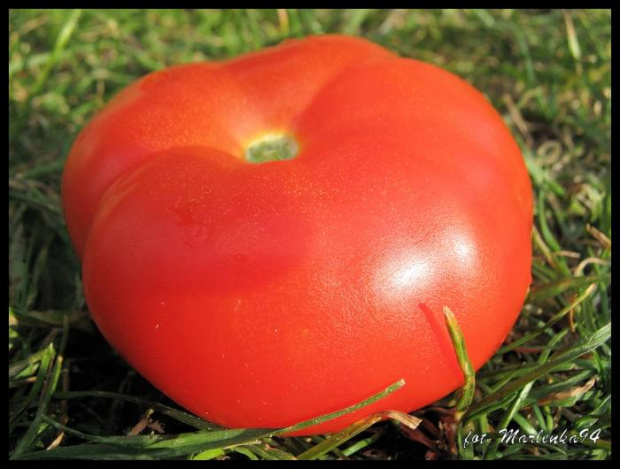 Inwazja pomidorów gigantów xD