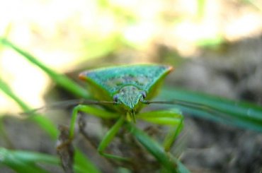 #robal #robak #trawa #bliskie