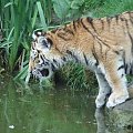 #zoo #koty #tygrysy #kociaki