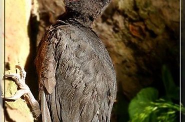 a tu znowu zaprzyjaźniony dzięcioł #dzięcioł #ptak #DzięciołCzarny