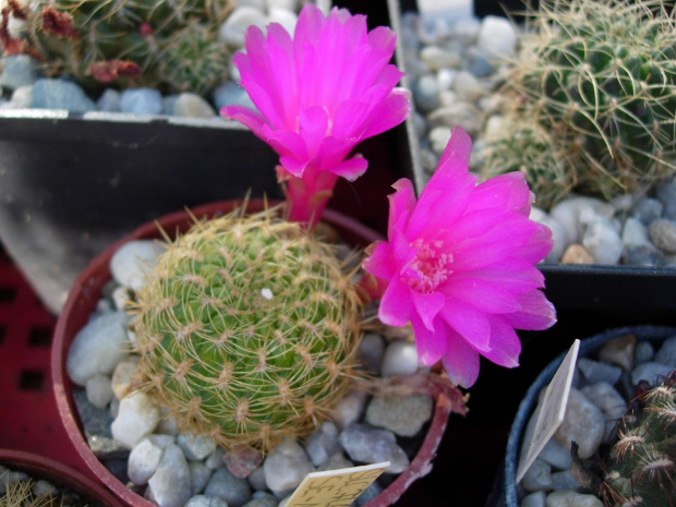 Sulcorebutia flavissima SE 123