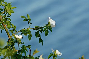 #woda #DzikaRóża #kwiaty